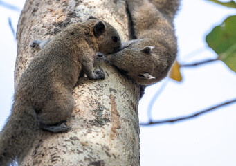 Green squirrels kissing in a tree on a sunny day in Thailand © константин константи