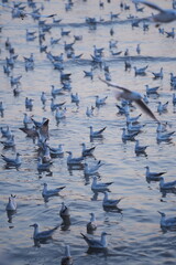 Fototapeta premium A group of seagulls floating on the water, creating a calm and peaceful natural waterscape