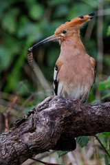 Wiedehopf (Upupa epops) © Rolf Müller