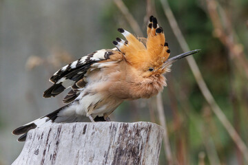 Wiedehopf (Upupa epops) © Rolf Müller