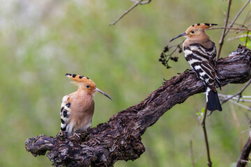 Wiedehopfe (Upupa epops) © Rolf Müller