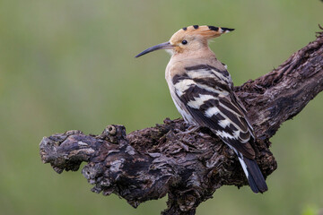 Wiedehopf (Upupa epops) © Rolf Müller