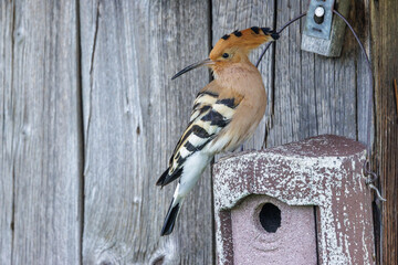 Wiedehopf (Upupa epops) © Rolf Müller