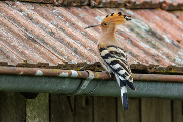 Wiedehopf (Upupa epops) © Rolf Müller