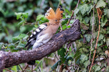 Wiedehopf (Upupa epops) © Rolf Müller