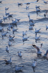 Fototapeta premium A group of seagulls floating on the water, creating a calm and peaceful natural waterscape