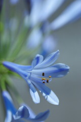 Obraz premium 咲き誇るアガパンサス