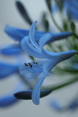 咲き誇るムラサキクンシラン