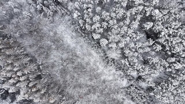 Natural winter forest pattern from above