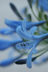 咲き誇るムラサキクンシラン