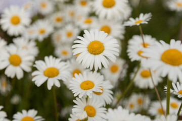 Fototapeta premium Beautiful chamomile background. Daisy wallpaper on the desktop. Lots of white daisies