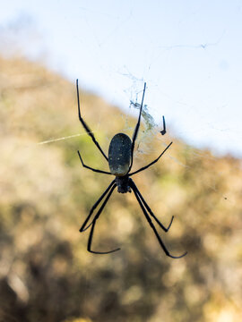 A large dark spider of the Nephilia family, known as the orb-weaver spiders, in her web in rural Free State, South Africa. 
