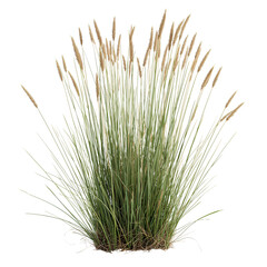 Photorealistic Wild Grass Clump Isolated Study