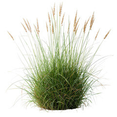 Photorealistic Wild Grass Clump Isolated Study