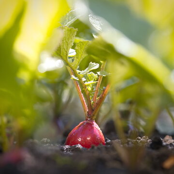 Growing radishes. Close-up. Radishes growing in open ground in the sun. 
