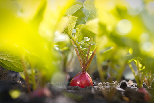 Growing radishes. Close-up. Radishes growing in open ground in the sun. 