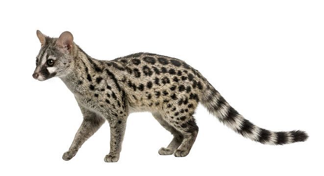 Side profile view of a common genet walking, a small spotted viverrid carnivore with a long ringed tail, exotic wildlife animal isolated on transparent background
