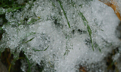 The grass is covered with ice.