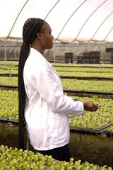 Black plastic trays are supporting lettuce seedlings on raised benches in greenhouse, copy space © wavebreak3