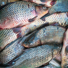 A plastic crate brimming with freshwater fish at the marketplace