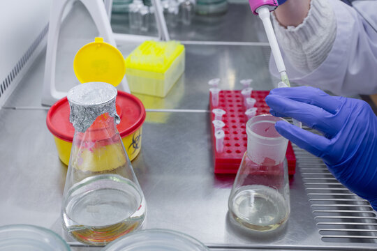 The scientist works in a laboratory in a special microbiological box under sterile conditions, using an automatic pipette to work with liquids.