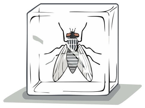 Illustration of a trapped fly encased in a transparent ice cube