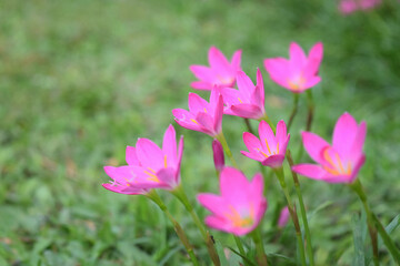 Obraz premium small flowers blooming beautifully naturally