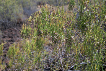 Close-up of a Plocama pendula plant in the Badlands of Guimar, Tenerife, Spain, with its hanging green stems and small white berries typical of the arid landscapes of Canary Islands