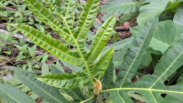 Close-Up of Young Light Green Breadfruit Leaves (Artocarpus altilis) From Top View, Tropical Plant Video Footage