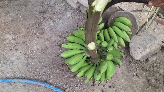 Close-Up of Young Bananas Harvested by Farmer and Cut With Machete, Tropical Fruit Video Footage