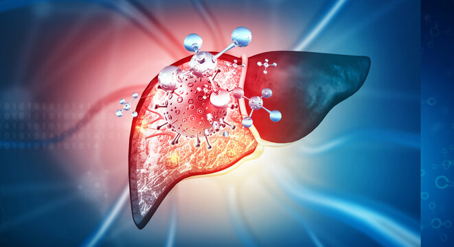 3D Human Liver Anatomy with Metabolic Chemical Molecule Overlay