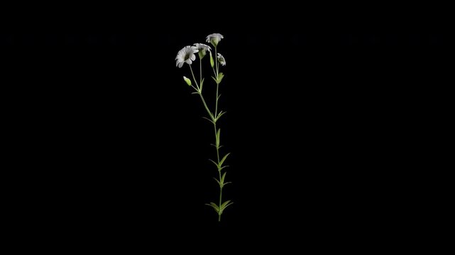 cerastium arvense flower tree swaying in autumn and winter wind, realistic animation with transparent background and alpha channel in 4k
