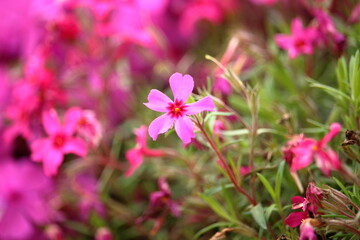 美しく咲く可愛らしいお花