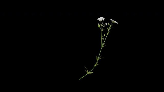 cerastium arvense flower tree swaying in autumn and winter wind, realistic animation with transparent background and alpha channel in 4k