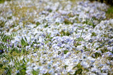 春の日差しに照らされる綺麗なお花たち