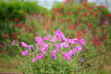 緑に映えるピンクのお花たち