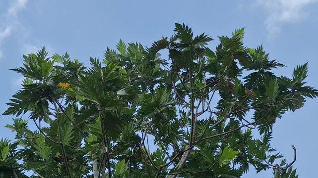 Close-Up of Large Lush Breadfruit Tree (Artocarpus altilis), Tropical Staple Food Video Footage