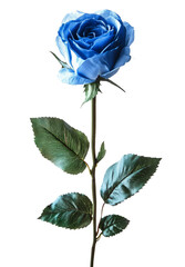 Fototapeta premium blue rose with green leaves on a transparent background,
