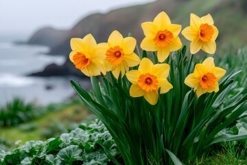 Obraz premium Yellow daffodils blooming on coastal cliffside overlooking ocean