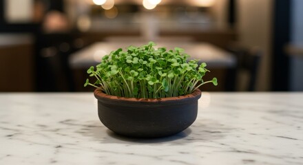 Fresh green salad microgreen in a dark terra cotta pot. Healthy eating and organic food concept. Home gardening background for cooking.