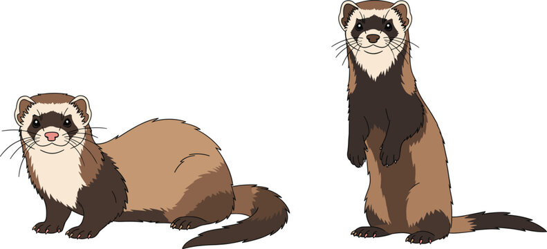 Cute ferret cartoon vector set. Adorable ferret animals in sitting and standing poses. Flat style woodland mammal illustration for kids design and wildlife themes.