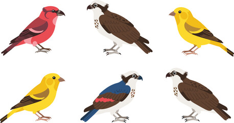Fototapeta premium Bird species cartoon vector set. Colorful songbirds and birds of prey in realistic flat style. Wildlife illustration collection for education, nature design, and ornithology projects.