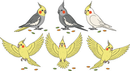 Cockatiel parrot cartoon character vector set. Cute yellow and grey birds sitting and flying. Pet cockatoo illustrations for kids design, education, and animal projects. © ALINA