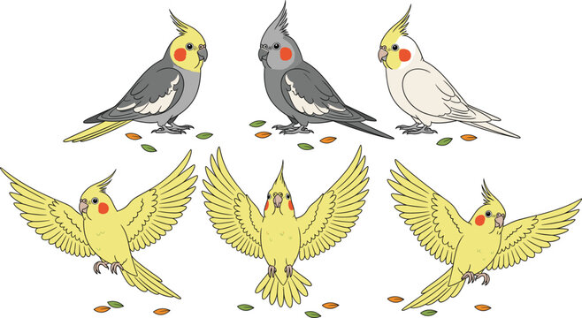Cockatiel parrot cartoon character vector set. Cute yellow and grey birds sitting and flying. Pet cockatoo illustrations for kids design, education, and animal projects.