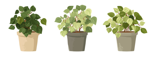 Trzy doniczkowe rośliny Pilea peperomioides o różnych odcieniach zieleni na białym tle. © Avrilin