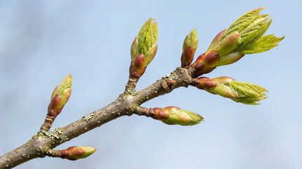 New green buds growing on tree branch in spring during Easter  