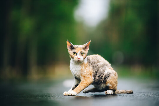 Amazing Playful Devon Rex Cat With White-red Spotted Fur Color Sit On Park Alley and Looking At Camera. Curious Funny Cute Beautiful Devon Rex Cat Looking Back. Happy Pets. Orange Eyes