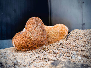 Luffa heart shape,texture is coarse and fibrous.put on background,art design