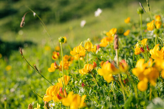 Bright yellow Alpine bird&rsquo;s-foot trefoil (Lotus alpinus) blooming on a sunny alpine meadow in Tyrol, Austria, with soft green background and shallow depth of field.