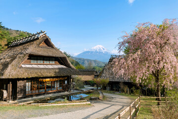 Fototapeta premium Saiko Iyashi no Sato Thatch house with mt. Fuji and sakura bloom